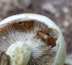 Oxyporus lateralis