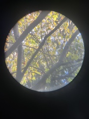 Dendrocitta vagabunda