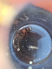 Coenoptychus tropicalis