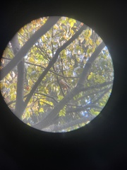 Dendrocitta vagabunda