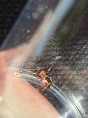 Coenoptychus tropicalis