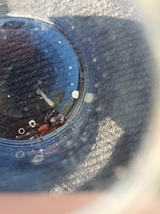 Coenoptychus tropicalis