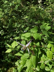 Clematis occidentalis grosseserrata