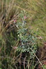 Indigofera egens