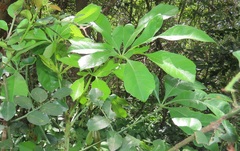 Cussonia sphaerocephala