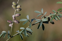 Indigofera egens