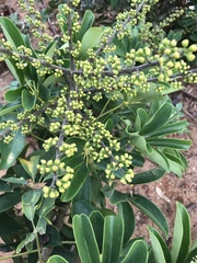 Heptapleurum arboricola