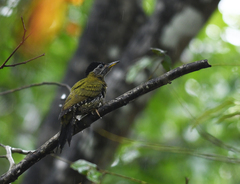 Picus viridanus
