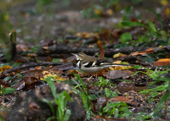 Dendronanthus indicus
