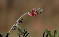 Indigofera egens