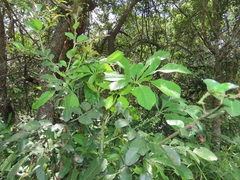 Cussonia sphaerocephala