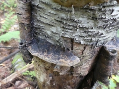 Phellinus nigricans