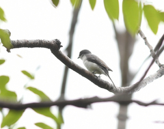 Pericrocotus divaricatus