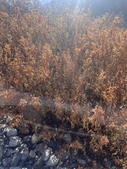 Koenigia rumicifolia