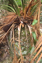 Macrozamia communis