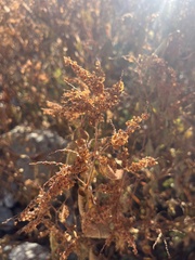 Koenigia rumicifolia