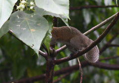 Callosciurus caniceps