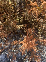 Koenigia rumicifolia