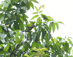 Psilopogon duvaucelii