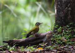 Picus viridanus