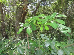 Cussonia sphaerocephala