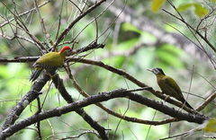 Picus viridanus