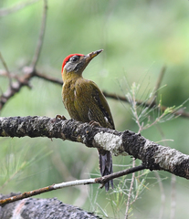 Picus viridanus