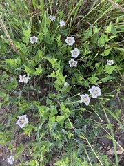 Acleisanthes