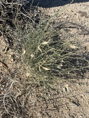 Funastrum hirtellum