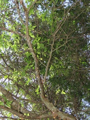 Commiphora harveyi
