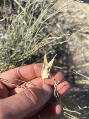 Funastrum hirtellum
