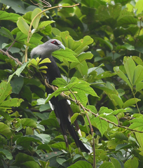 Phaenicophaeus tristis