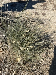 Funastrum hirtellum