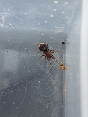 Coenoptychus tropicalis