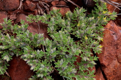 Leobordea divaricata