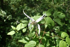 Clematis occidentalis grosseserrata