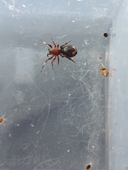 Coenoptychus tropicalis