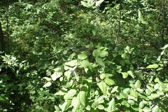 Clematis occidentalis grosseserrata