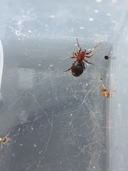 Coenoptychus tropicalis