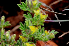 Leobordea divaricata