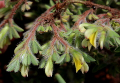 Leobordea divaricata