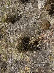 Ephedra gerardiana