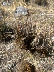Ephedra gerardiana