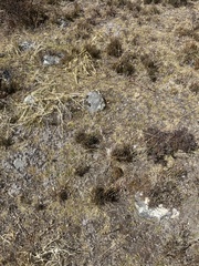 Ephedra gerardiana