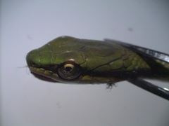 Leptophis mexicanus