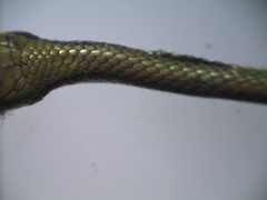Leptophis mexicanus