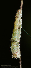 Anaea aidea