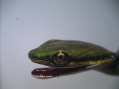 Leptophis mexicanus