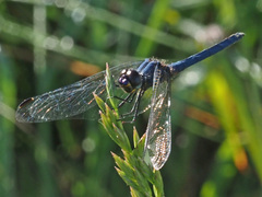 Trithemis