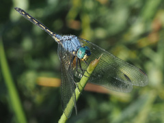 Trithemis stictica